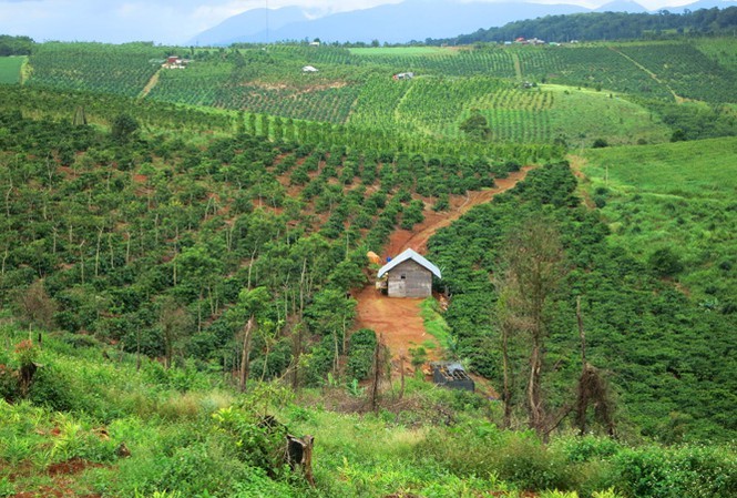 Đất rừng là một trong những tài sản gắn liền với đất. Ảnh minh họa