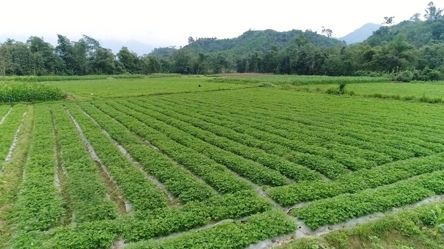 Thái Nguyên, Cao Bằng, Bình Thuận, Bắc Giang được chấp thuận chuyển mục đích sử dụng đất