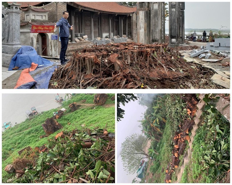 Ban Khánh tiết đình Chèm nhận khuyết điểm vì chặt hạ cây đa chưa đúng quy định