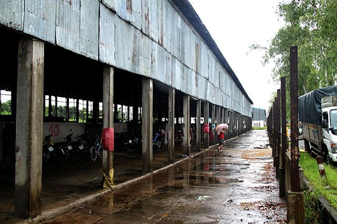 Nông trường Sông Hậu. Ảnh: Tuổi trẻ