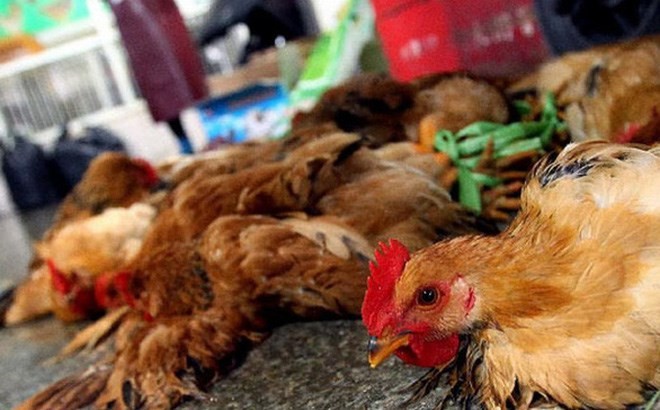 Hầu hết các ca này gây ra do tiếp xúc với gia cầm, chim bị nhiễm cúm hoặc bề mặt có chứa dịch tiết từ gia cầm.