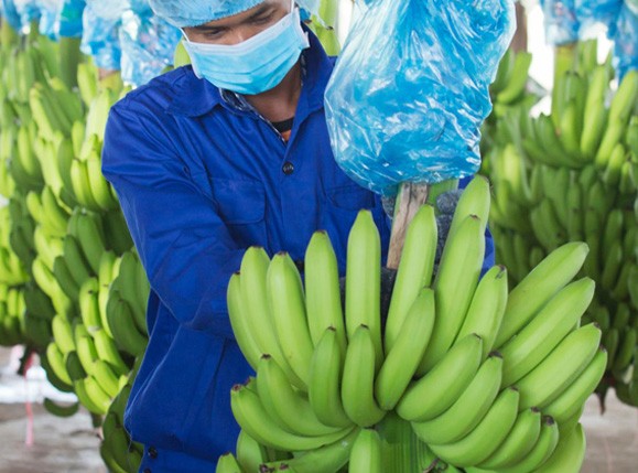 Chào bán cổ phiếu riêng lẻ bất thành, HAGL muốn phát hành 20 triệu cổ phiếu ESOP. Ảnh: HAGL