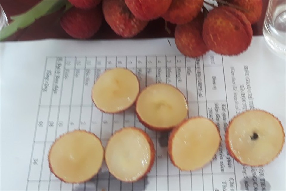 Vải thiều không hạt trồng tại Lục Ngạn. Ảnh: Báo Bắc Giang