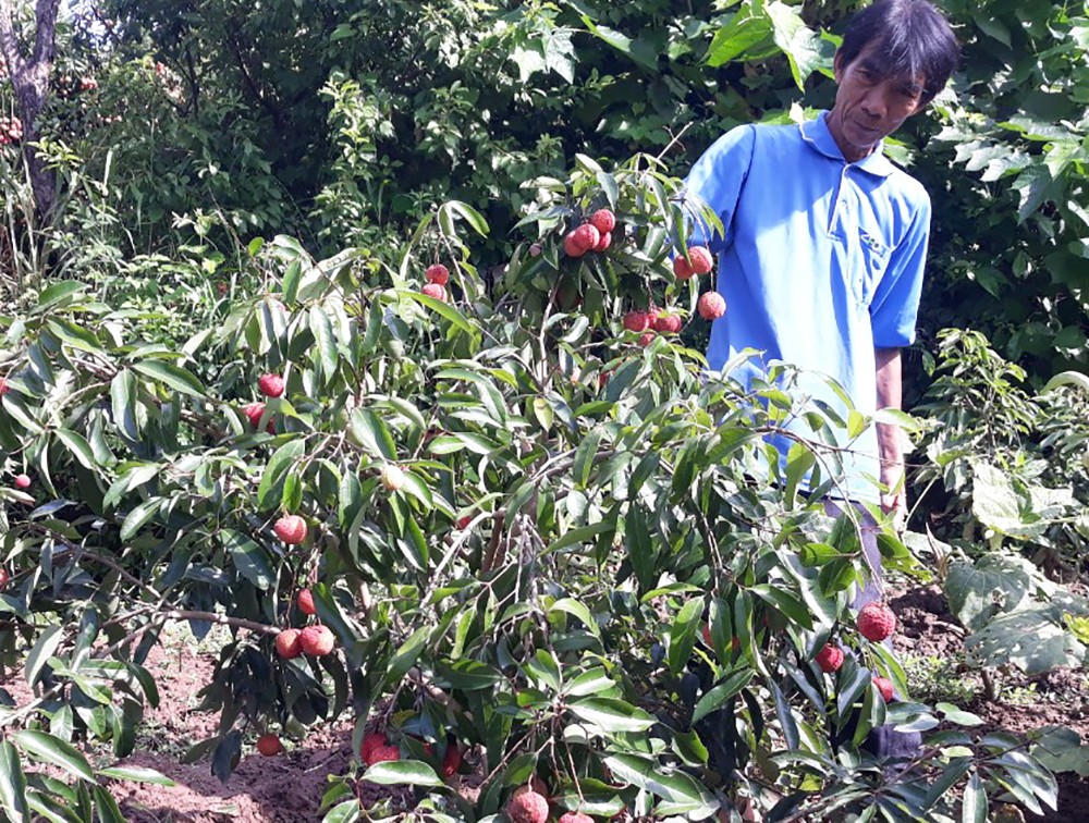 Cây vải không hạt tại Bắc Giang. Ảnh: Báo Bắc Giang