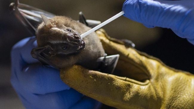 virus ban đầu được truyền sang người từ dơi ăn quả.