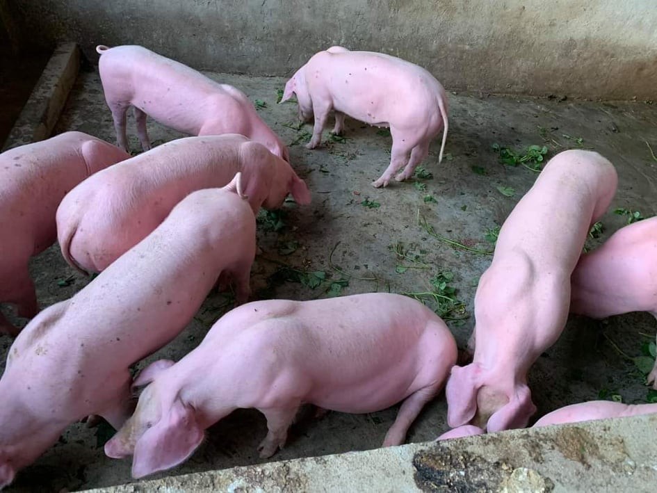 Giá heo hơi ngày 25/7/2022: Có thể đạt mức 80.000 đồng/kg. Ảnh: Kinh tế và Đô thị