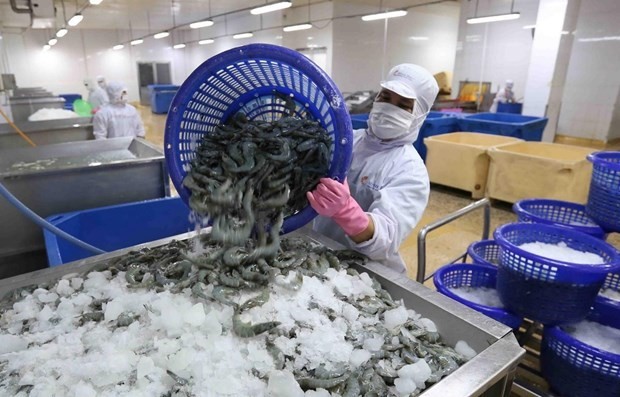 Xuất khẩu tôm tháng 6 giảm tốc. Ảnh minh họa