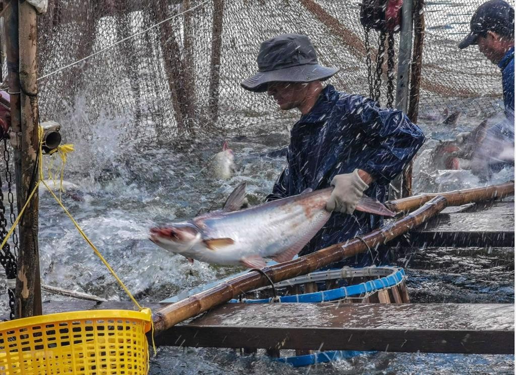 Xuất khẩu cá tra bắt đầu có dấu hiệu hụt hơi