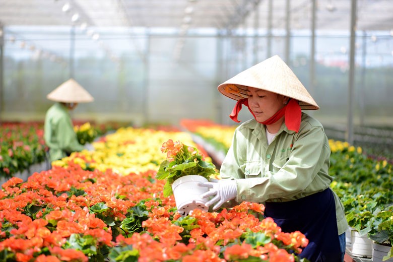 Sản xuất hoa chậu tại Công ty Dalat Hasfarm, một doanh nghiệp FDI trên địa bàn tỉnh