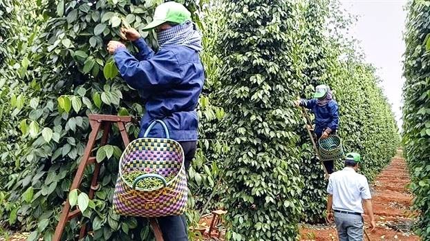 Giá hồ tiêu ngày 18/11 có biến động nhẹ