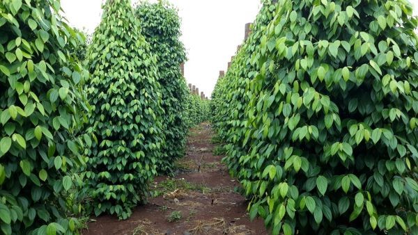 Giá tiêu hôm nay giảm nhẹ, thấp nhất 82.000đ/kg