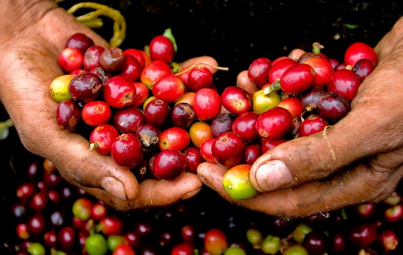 Giá cà phê trong nước vọt tăng