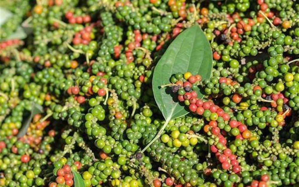 Giá hồ tiêu trong nước vẫn đi ngang