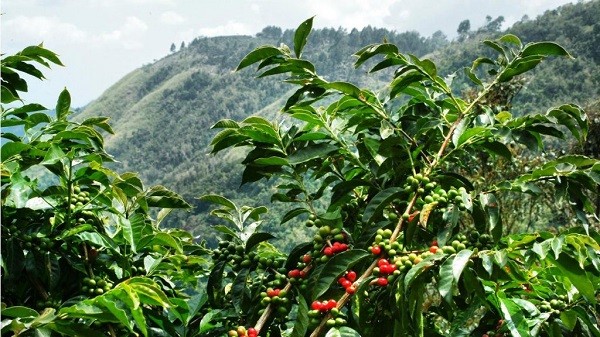 Cà phê thế giới giảm cả hai sàn