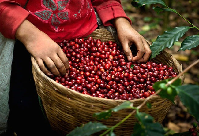 Gía cà phê thế giới tăng mạnh