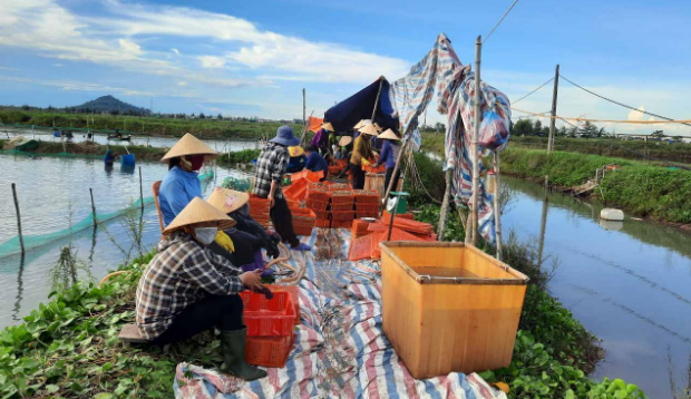 Để giảm áp lực, nhiều hộ nuôi nhờ người thân rao bán qua mạng xã hội hoặc đem đến các chợ bán lẻ.