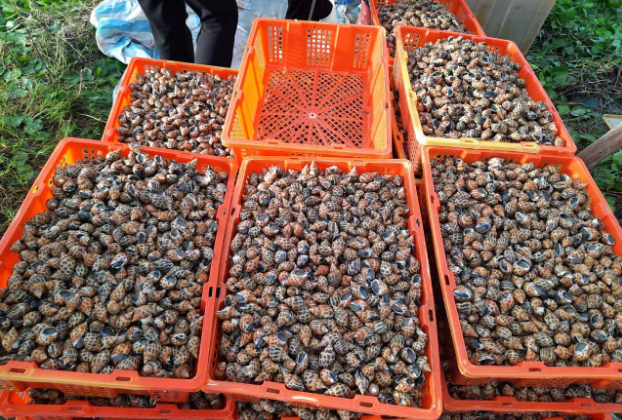 Hiện giá ốc hương đang giao động từ 130 – 150.000 đồng/kg, giảm từ 60 – 80.000 đồng/kg so với trước.