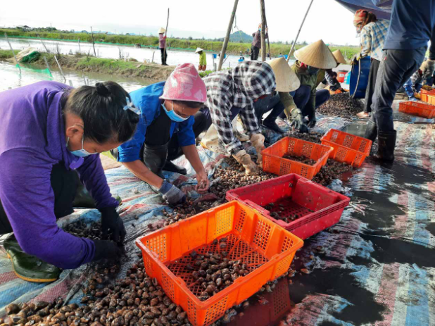 Dù giá giảm sâu nhưng hàng chục tấn ốc hương vẫn mắc kẹt do không có nhiều thương lái đến thu mua.