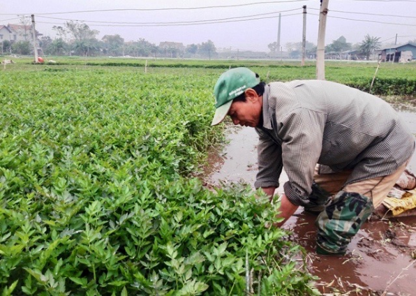 Bà con nông dân xã Khai Thái (huyện Phú Xuyên) thu hoạch rau cần. Ảnh: Thu Nghĩa.