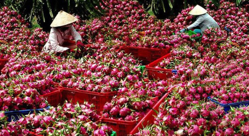 Doanh nghiệp xuất khẩu thanh long tạm dừng đưa hàng lên biên giới để tránh phát sinh thiệt hại
