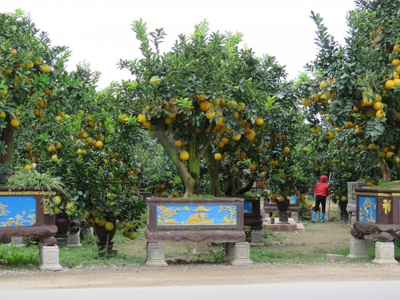 Những vườn bưởi Diễn sai trĩu quả đang đợi thương lái về mua