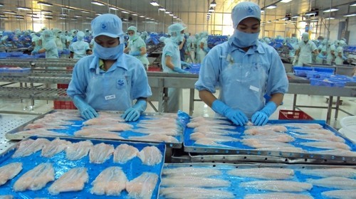 Giá cá tra nguyên liệu tăng cao khiến cho nhiều doanh nghiệp không thể mua nguyên liệu