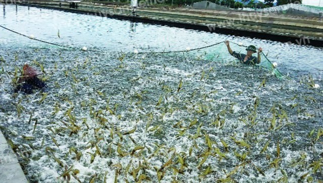 Năm 2023 phấn đấu diện tích nuôi tôm cả nước đạt 750.000 ha - Ảnh minh họa