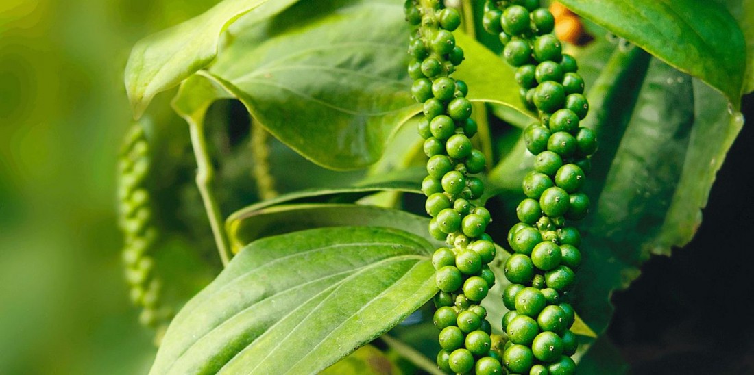 Giá cà phê và hồ tiêu ngày 20/4: Giá tiêu hôm nay tăng 500 đồng/kg