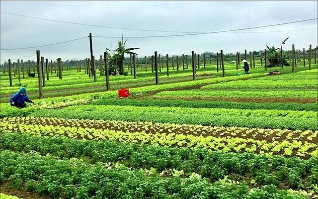 Bộ Nông nghiệp và Phát triển nông thôn đã đề xuất nhiều chính sách ưu đãi, hỗ trợ đối với kinh tế trang trại