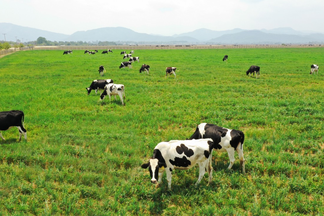 Trang trại bò sữa Organic của Vinamilk.