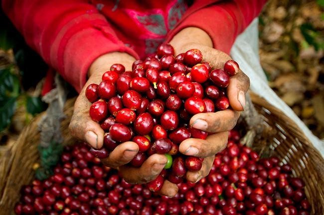 Giá cà phê hôm nay tăng từ 300-400đ/kg
