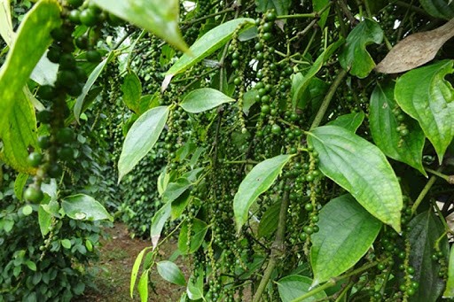 Giá tiêu phiên cuối tuần ít biến động.