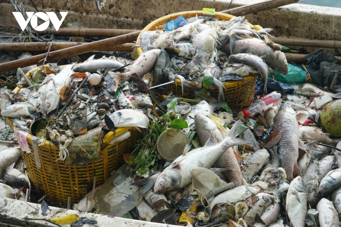 Gần 1 tấn cá chết, nổi trắng tại hồ Tây