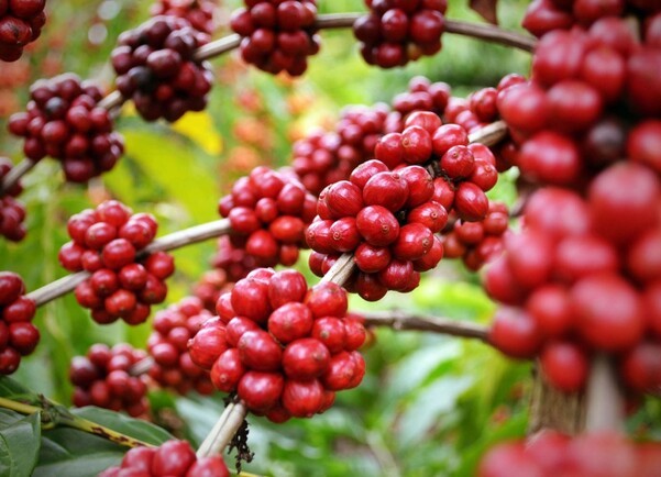 Giá cà phê và hồ tiêu ngày 24/10: