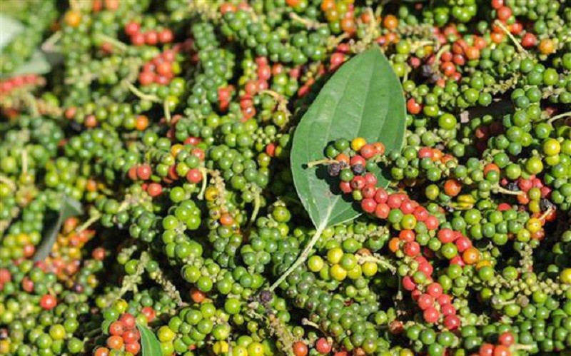 Giá hồ tiêu rời xa mốc 90.000 đồng/kg.