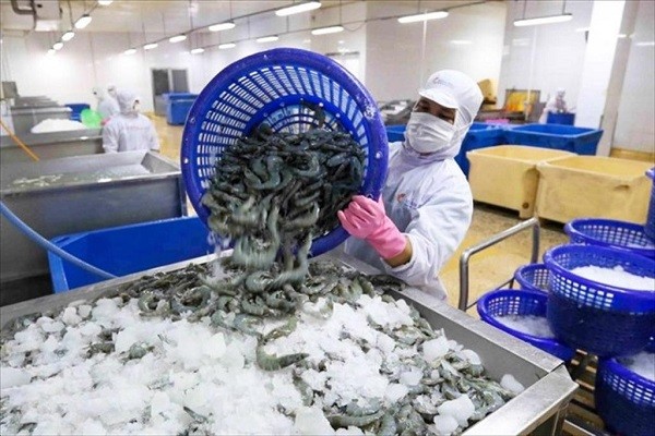Tôm Việt Nam có cơ hội vào thị trường Mỹ. Nguồn ảnh VASEP