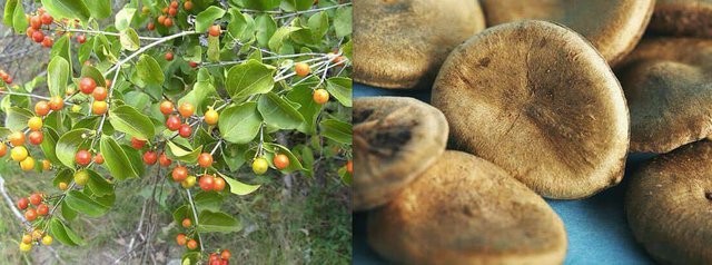 Hạt cây mã tiền