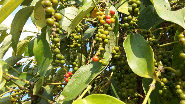 Thị trường hồ tiêu giảm nhẹ