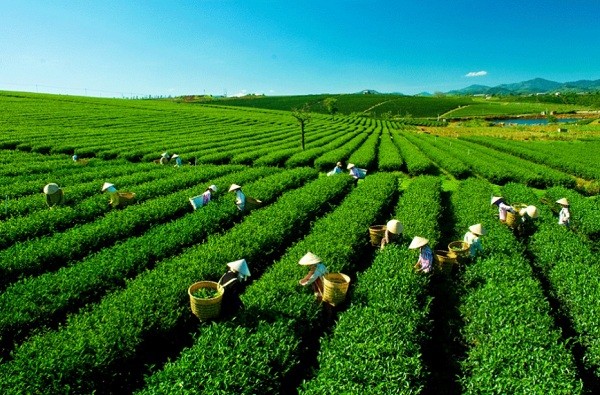 Hỗ trợ tối đa không quá 80% tổng chi phí và không vượt quá 10 tỷ đồng thực hiện 1 dự án, kế hoạch liên kết trên địa bàn đặc biệt khó khăn