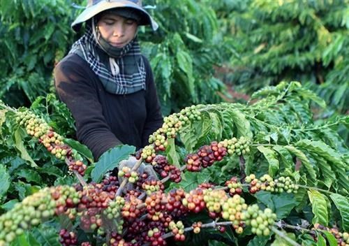 Giá cà phê và hồ tiêu ngày 18/11: giá cà phê tiếp tục giảm 200 đồng/kg, dự báo thị trường tiêu sẽ khởi sắc trở lại