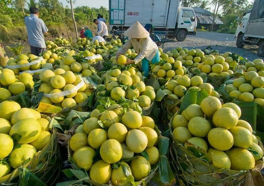 Lô bưởi đầu tiên của Việt Nam chính thức xuất khẩu sang Hoa Kỳ