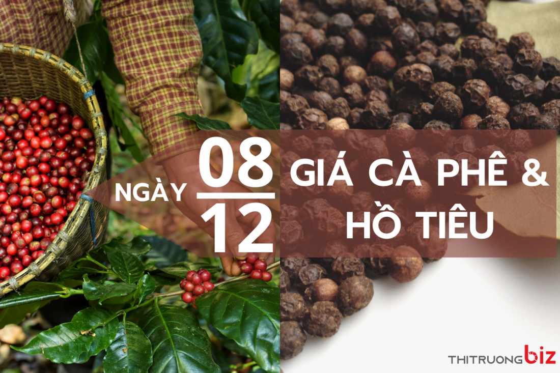 Giá cà phê ngày 8/12: Giá cà phê trong nước giảm nhẹ, thị trường hồ tiêu lạc quan nhờ Trung Quốc tăng nhập