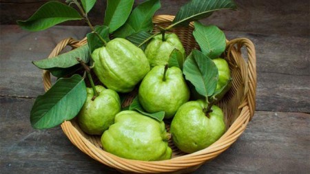 Quả ổi và lá của nó có rất nhiều lợi ích cho sức khỏe.