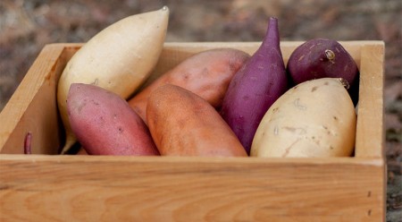 Khoai làng chứa nhiều beta-carotene ảnh hưởng trực tiếp tới sắc tố màu của khoai lang.