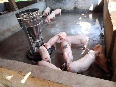 Giá heo hơi ngày 16/9/2021: Biến động 1.000 - 2.000 đồng/kg. Ảnh: Hội Cỏ