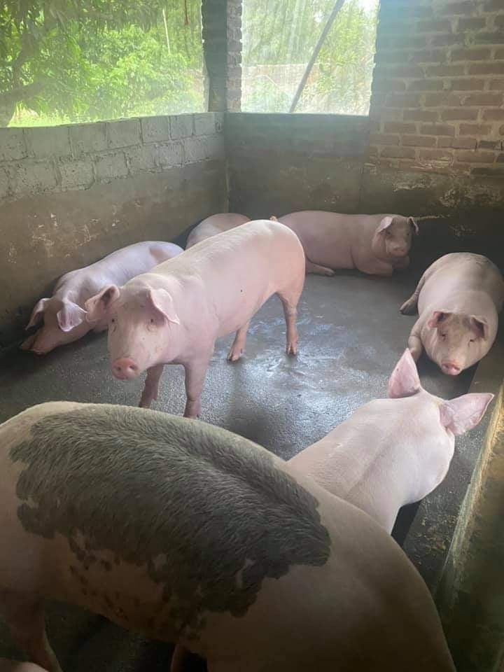 Giá heo hơi ngày 20/9/2021: Heo hơi ở mức thấp, nông hộ không dám tái đàn. Ảnh: Nguyễn Thường.
