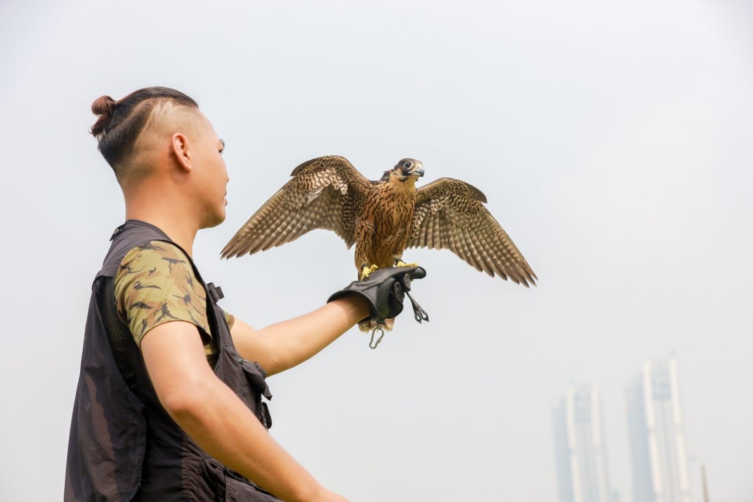 Đầu tư cả chục triệu với thú chơi chim săn mồi