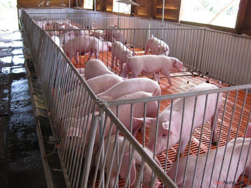 Giá lợn hơi hôm nay 5/8: Đi ngang tại nhiều tỉnh thành