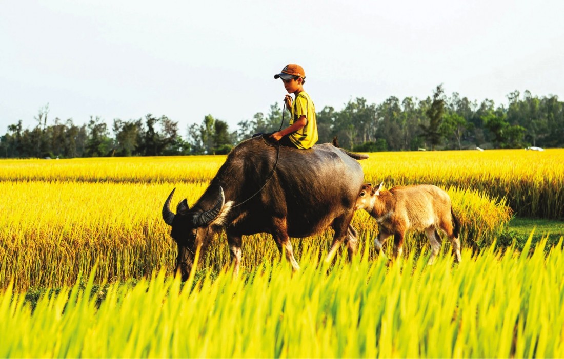 Giá lúa gạo hôm nay 5/8 duy trì ổn định.