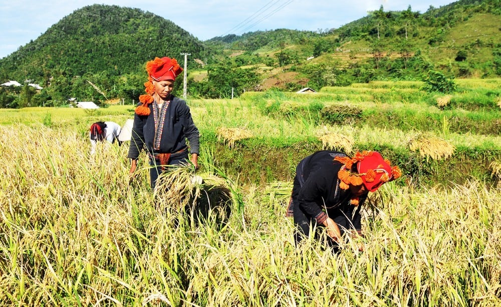 Giá lúa hôm nay (9-8) đồng loạt tăng 100 đồng/kg.